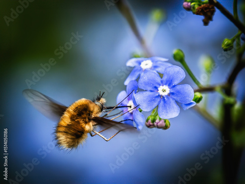 Wollschweber auf blauer Männertreu-Blüte im Frühling photo