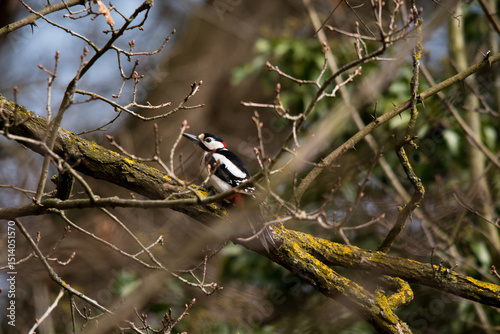 Buntspecht photo