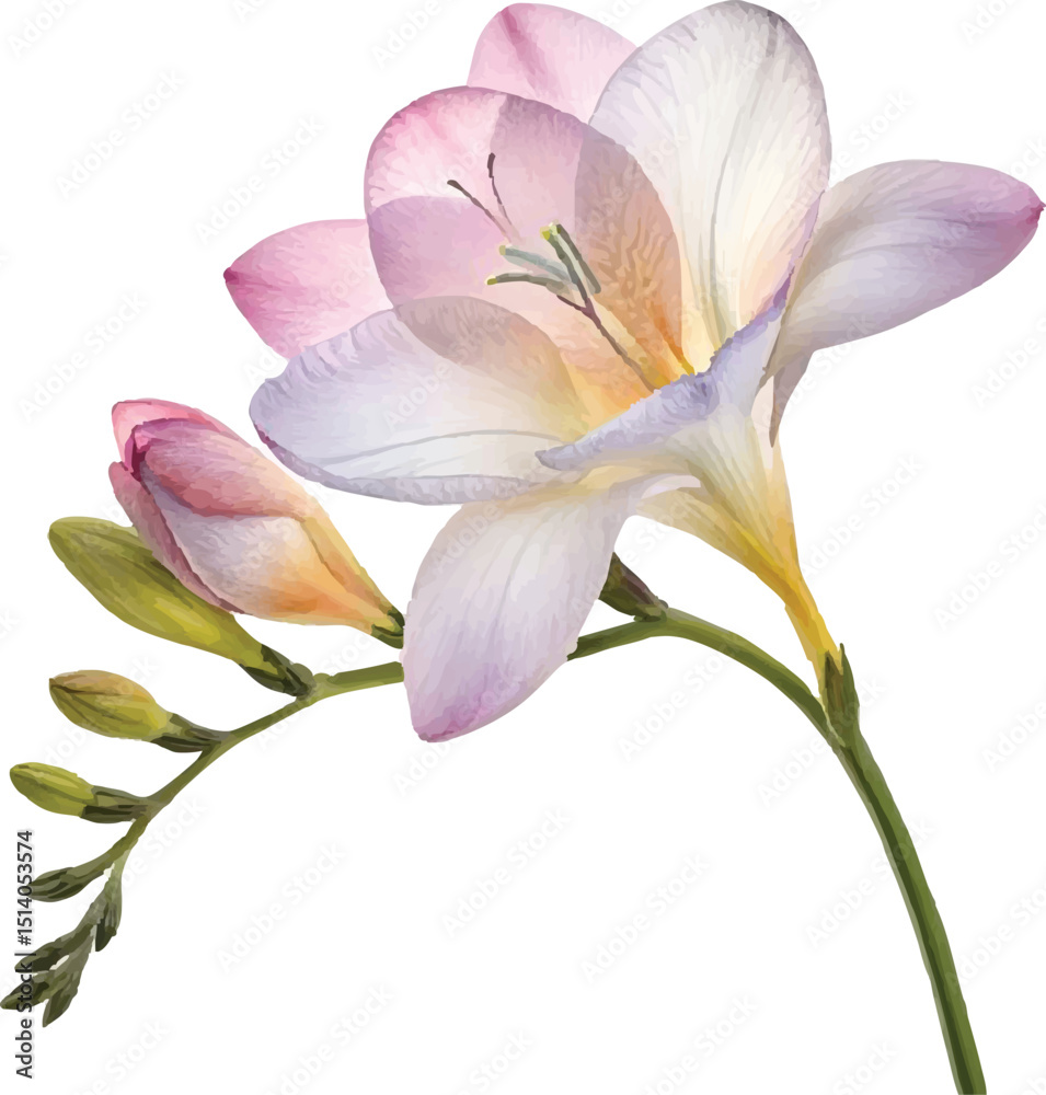 Fototapeta premium Freesia Flower