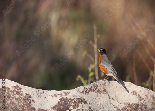 A Red-Breasted Robin on a Rock at a Park in Pagosa Springs, Colorado