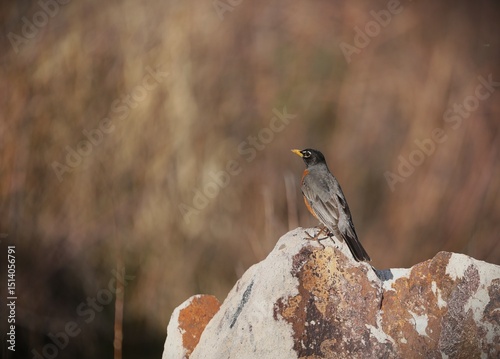 A Red-Breasted Robin on a Rock at a Park in Pagosa Springs, Colorado