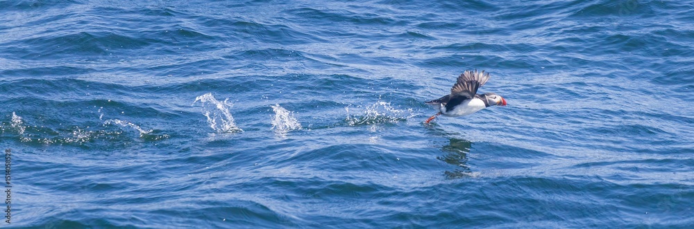 Fototapeta premium Atlantic puffin with wings lifted as it takes off