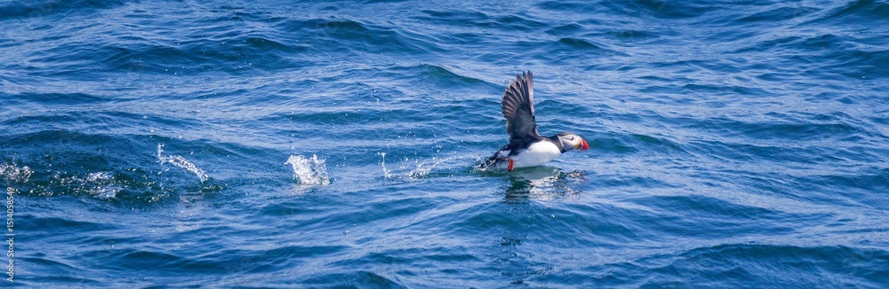 Fototapeta premium Atlantic puffin preparing to take off