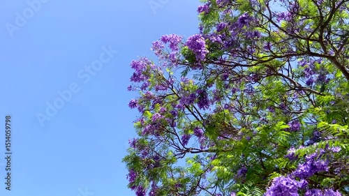 Jacaranda mimosifolia tropical tree with purple-blue flowers on a blue cloudy sky background,Tenerife, Canary Islands,Spain,4K