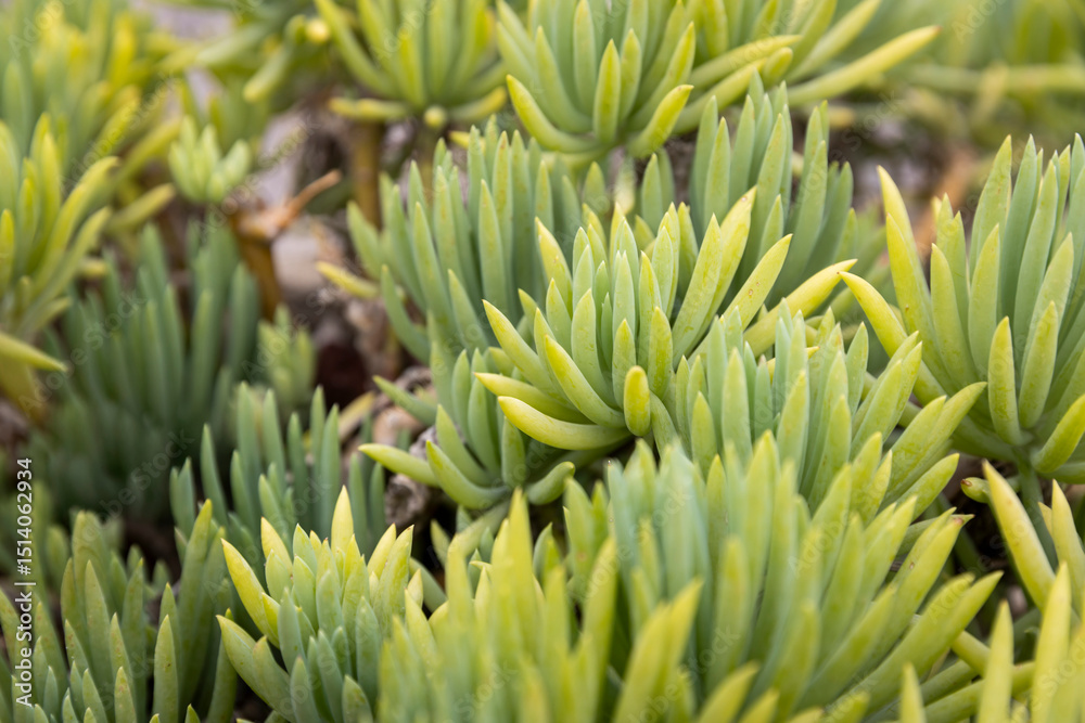 A close-up view of vibrant green succulent plants. A close-up view of vibrant green succulent plants.