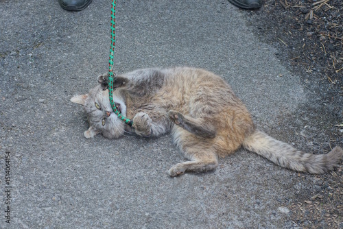 Fototapeta Naklejka Na Ścianę i Meble -  one big gray cat lies on the asphalt and plays with a green rope toy on a summer street