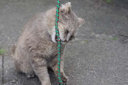 Fototapeta Naklejka Na Ścianę i Meble -  one big gray cat sits on the asphalt and plays with a green rope toy on a summer street