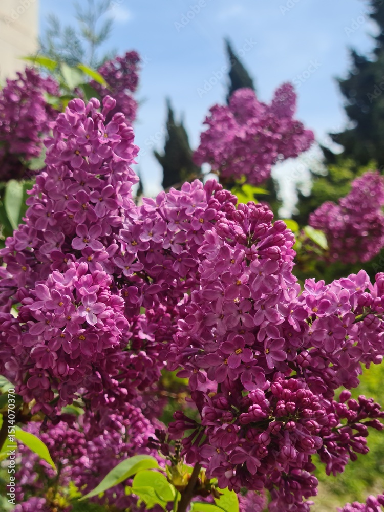 Fototapeta premium Vibrant lilac flowers in full bloom under a clear blue sky. Lush green leaves surround the clusters of purple blossoms, creating a lively garden scene.