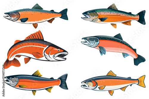 Illustration of a jumping atlantic salmon fish (Salmo salar) Leaping Salmon isolated on white background set