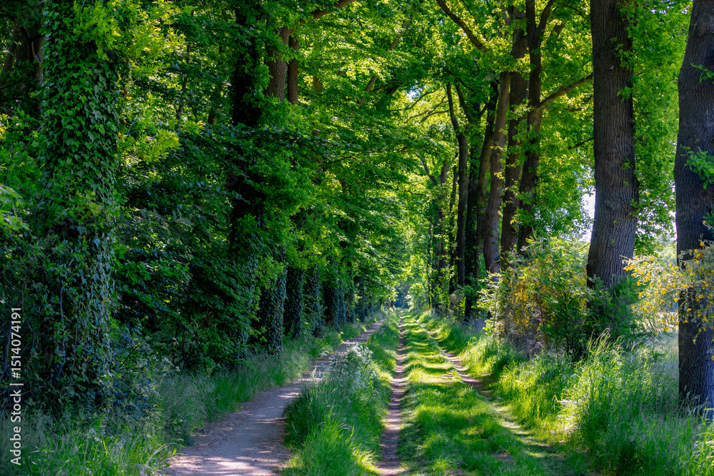 Fototapeta premium Hiking concept, Spring landscape with small nature gravel path and grass, Line of trees with green leaves along both side of the way, Gelderland province in the centre-east of the country, Netherlands