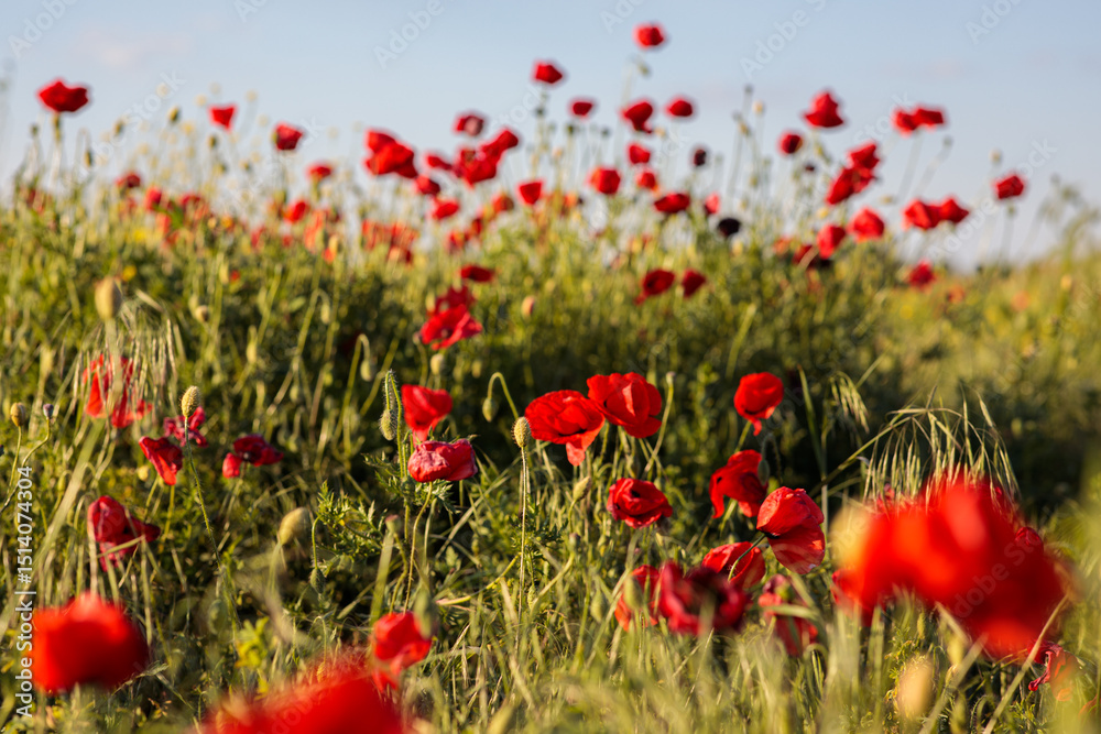 Obraz premium red poppy in a field. Beautiful summer landscape
