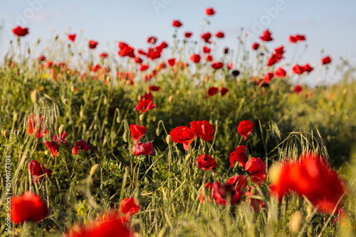 Fototapeta Naklejka Na Ścianę i Meble -  red poppy in a field. Beautiful summer landscape