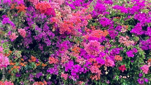 Colorful Bougainvillea flowers in tropical garden of Tenerife,Canary Islands,Spain.Nature background,4K