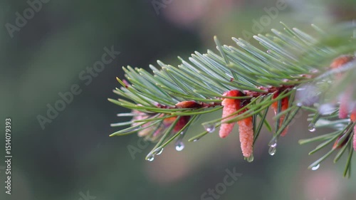 Closeup of evergreen branch with water droplets in tranquil natural setting