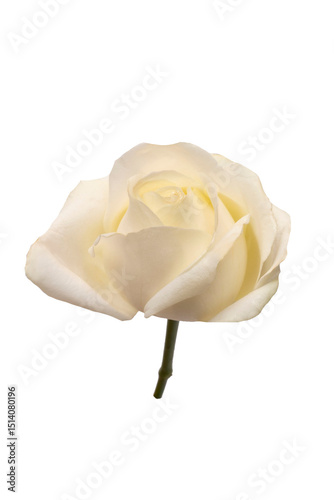 White Rose Isolated on a Clean Background Highlighting Its Timeless Beauty and Delicate Elegance