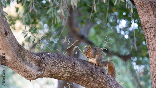squirrel on tree nibbling on food he found