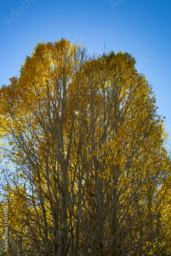 Aspen trees in autumn against a blue sky