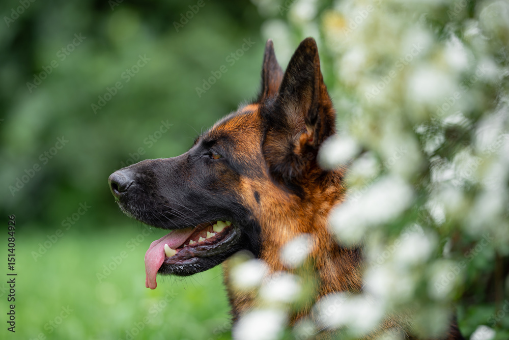 Fototapeta premium Beautiful German Shepherd Dog Sitting Outdoors in Front of Blooming White Flowers. Close-up Pet Portrait in High Quality with Natural Background.