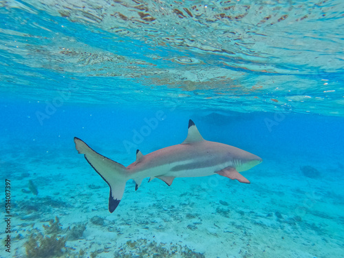 Black tip shark (Carcharhinus limbatus) in Bora Bora, French Polynesia, South Pacific photo