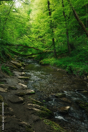 Tranquil forest stream with lush greenery