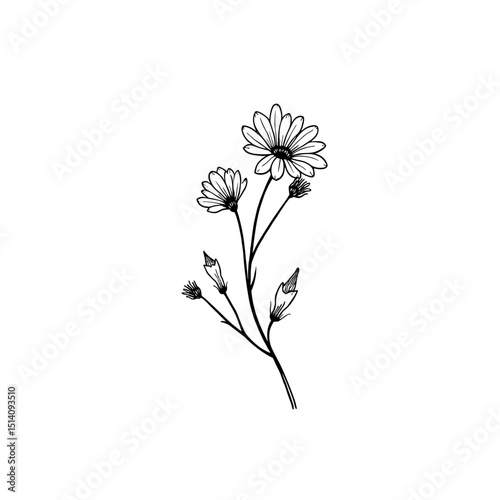 A delicate close-up botanical illustration showcasing a sprig of daisies, rendered in a refined line art style, perfect for elegant designs.