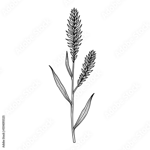 Elegant botanical illustration, the image features a detailed black and white depiction of a single ear of wheat, showcasing the intricate texture of its seeds and leaves.