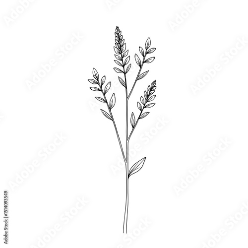 Delicate botanical illustration of slender wildflower stem with numerous small leaves, capturing intricate detail of nature's design.