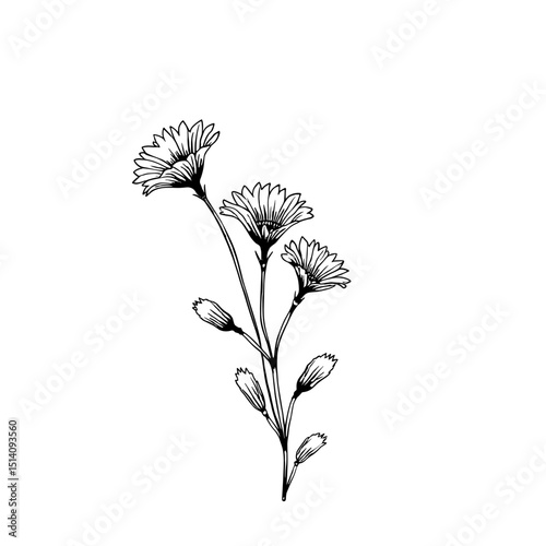 A delicately crafted illustration of blooming calendula flowers, a symbol of joy and beauty, rendered in a stunning, detailed, hand-drawn line art style. 