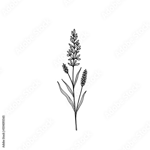 A detailed black and white illustration of a lavender sprig, offering a clean, minimalist aesthetic, highlighting the plant's natural beauty and form. 