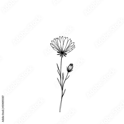 An exquisite line drawing of a delicate aster flower and a small bud, capturing the intricate details and natural beauty. An aesthetic piece of art perfect for botanical enthusiasts.