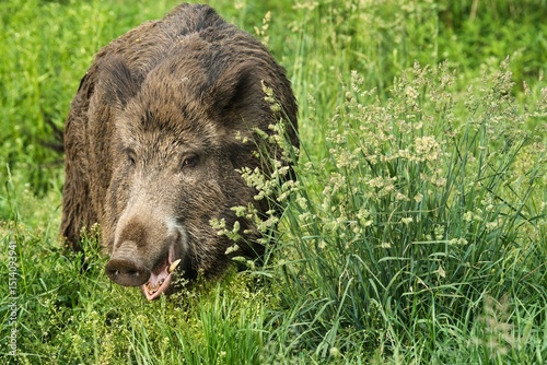 Dzik w mieście, Warszawa, Tarchomin