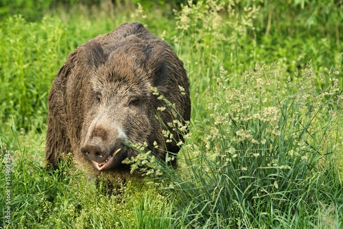 Dzik w Warszawie, Tarchomin