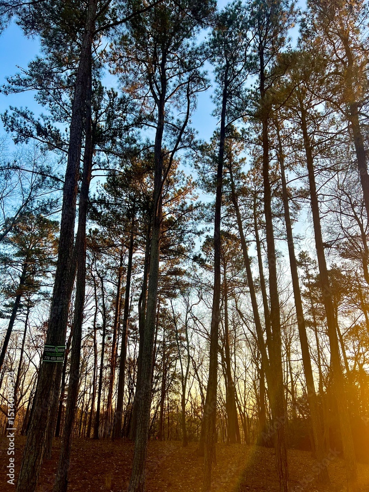 Fototapeta premium forest in autumn