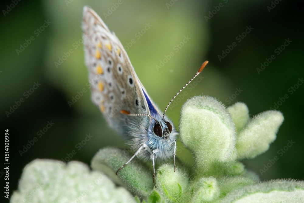Obraz premium Common Blue Butterfly – Polyommatus icarus (adult male, family Lycaenidae)