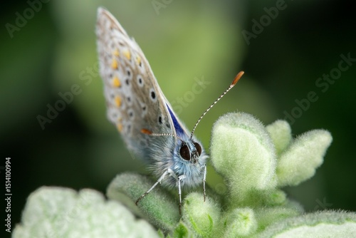 Common Blue Butterfly – Polyommatus icarus (adult male, family Lycaenidae)