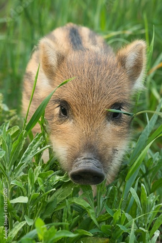 Warchlak, dzik w mieście, Warszawa, Tarchomin