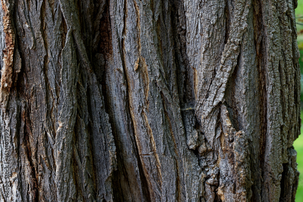 Obraz premium 木の皮