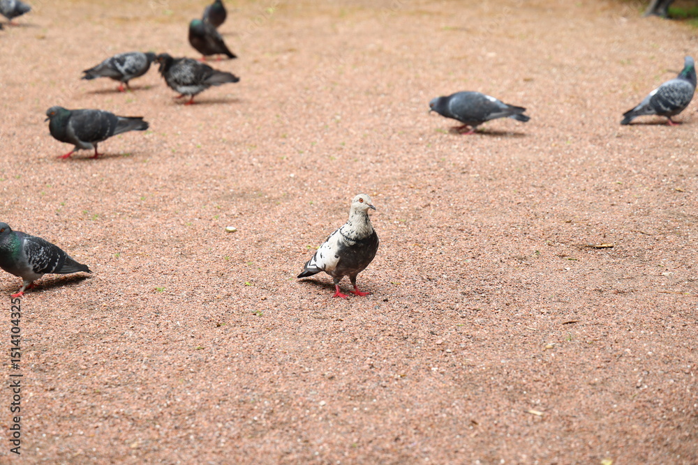 Fototapeta premium A group of pigeons gathered in the park along with an exceptionally unique whitefeathered bird