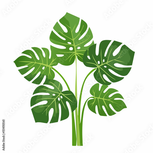 Detailed Flat Monstera Plant Illustration for Tropical Nature Element Decoration