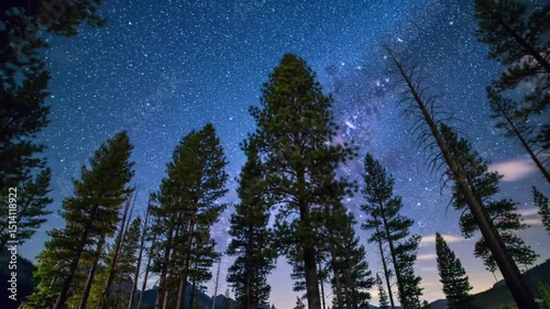 Stargazing Serenity: Beneath a canopy of shimmering stars, towering trees reach towards the expansive night sky, capturing the awe-inspiring beauty of the cosmos and the tranquility of a forest.