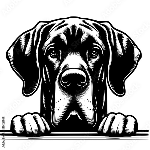 Great Dane Peeking Dog Vector Illustration Isolated on White