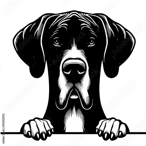 Great Dane Peeking Dog Vector Illustration Isolated on White