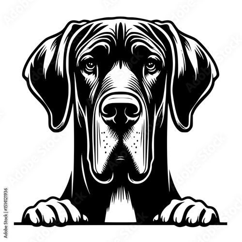 Great Dane Peeking Dog Vector Illustration Isolated on White