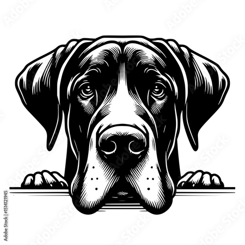Great Dane Peeking Dog Vector Illustration Isolated on White