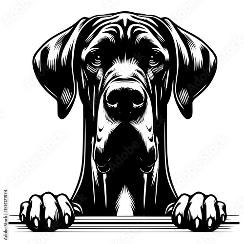 Great Dane Peeking Dog Vector Illustration Isolated on White