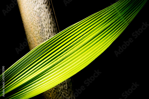 Folha de coqueiro e vara de bambu seca.  