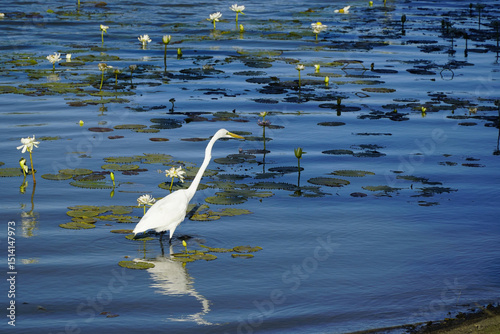 Camooweal Billabong