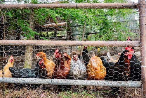 Chicken lined up in the coop