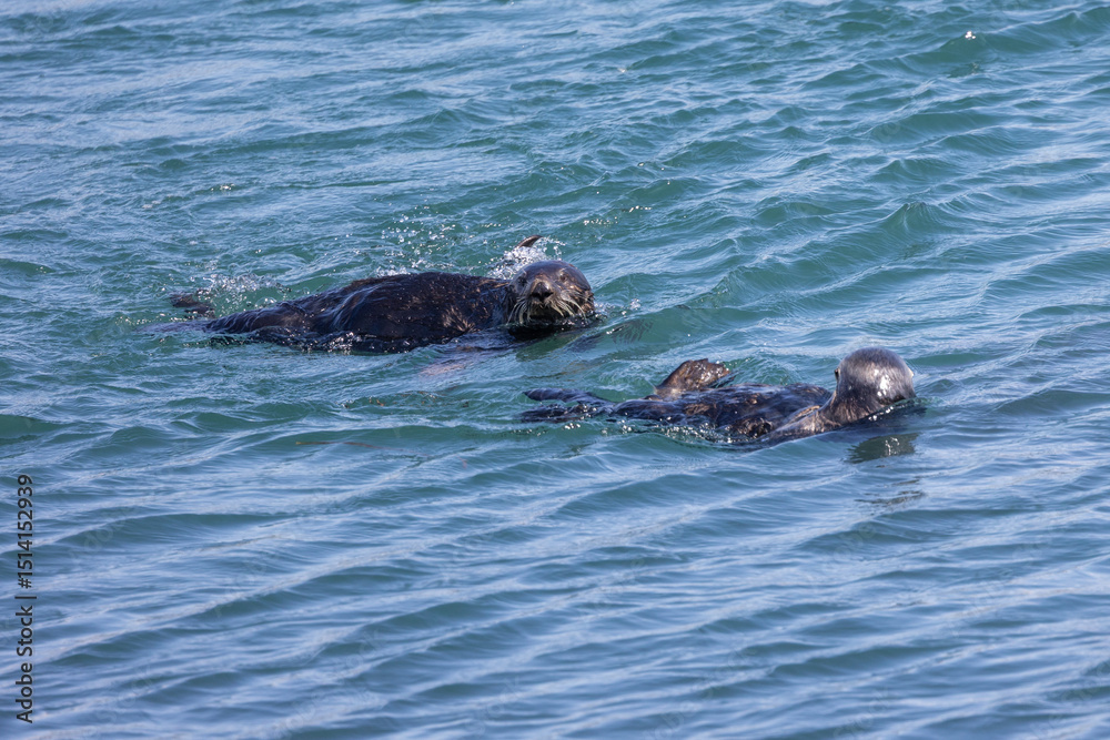 Fototapeta premium Sea otters swimming in Morro Bay