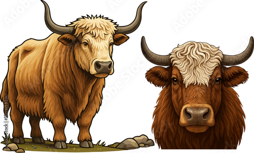 Domestic yak vector.eps